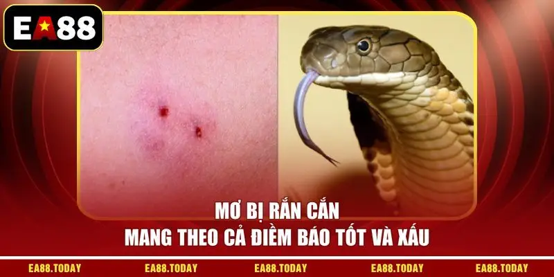 Mơ bị rắn cắn mang theo cả điềm báo tốt và xấu